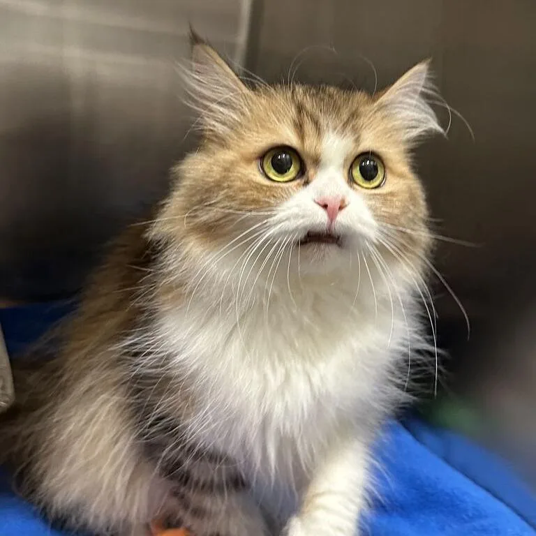 An adult medium-sized female Persian cat named Perla for adoption in Matteson, IL