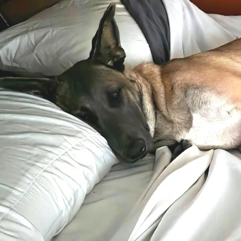 An adult large-sized female German Shepherd Dog dog named Nala for adoption in West Richland, WA