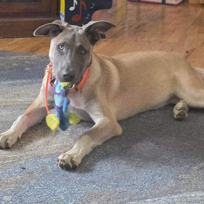 Nala thumbnail 3