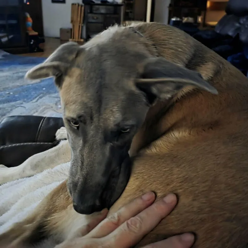 Nala thumbnail 4