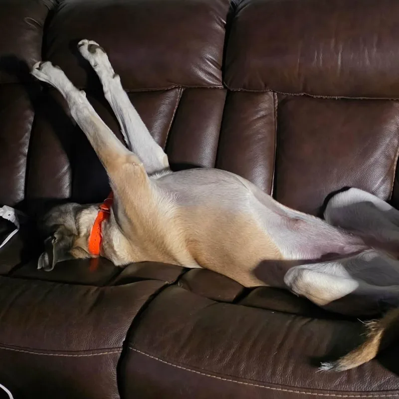 Nala thumbnail 5
