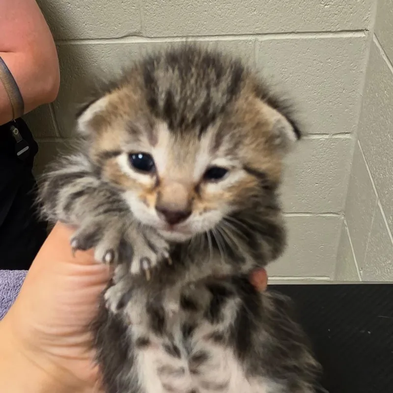 A baby small-sized male Brown / Chocolate Domestic Short Hair cat named Tim for adoption in Bristol, IN