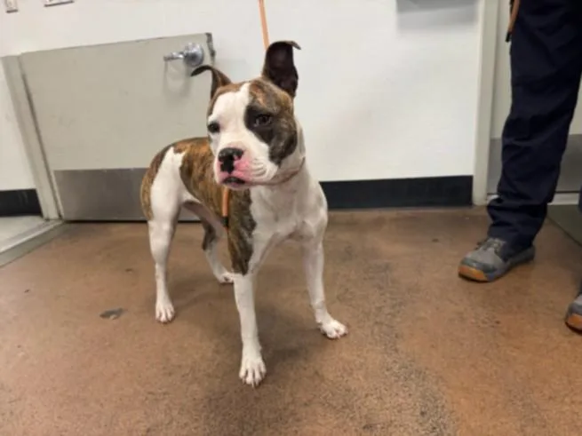 A young medium-sized female Pit Bull Terrier dog named Pixie for adoption in Van Nuys, CA
