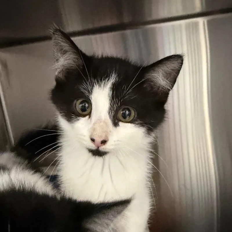 A baby small-sized female Black Domestic Short Hair cat named Lefse for adoption in Detroit Lakes, MN