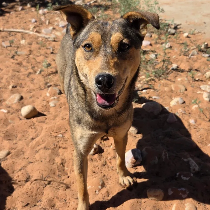 Triscuit thumbnail 2