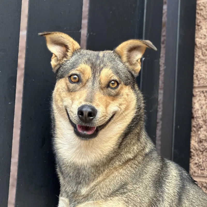 Triscuit thumbnail 6