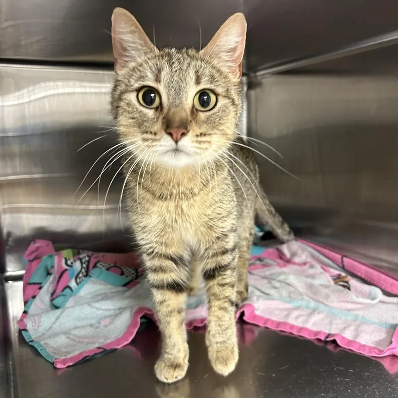 An adult medium-sized female Brown / Chocolate Domestic Short Hair cat named Penny for adoption in Ottawa, KS