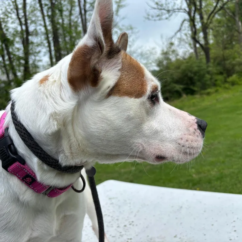 An adult medium-sized female White / Cream Pit Bull Terrier dog named Jasmine for adoption in Birdsboro, PA
