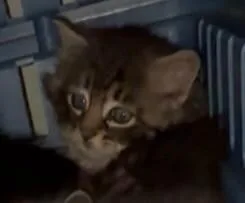 Fluff Bunny thumbnail 2