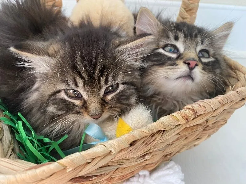 Fluff Bunny thumbnail 4