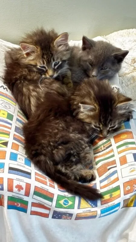 Fluff Bunny thumbnail 5