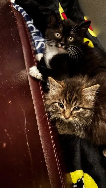 Fluff Bunny thumbnail 6