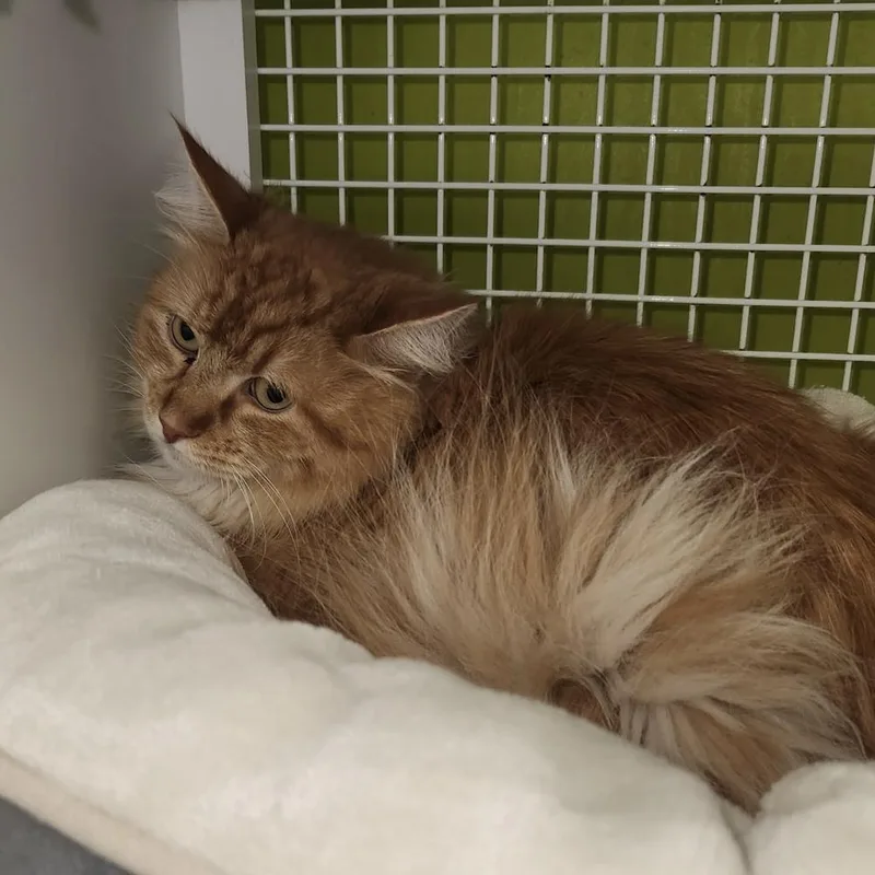 An adult medium-sized male Domestic Long Hair cat named Ethan for adoption in Dallas, TX