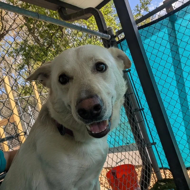A young large-sized female Yellow / Tan / Blond / Fawn Labrador Retriever dog named Sasha for adoption in Lakeland, FL