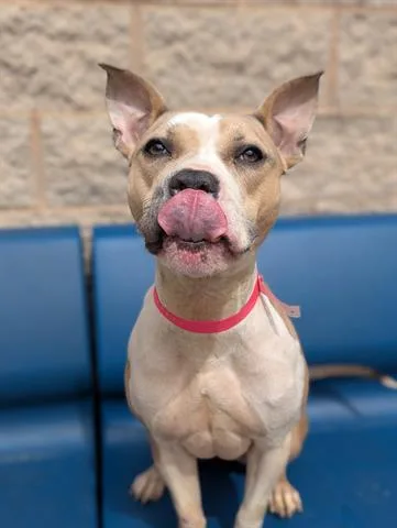 A young medium-sized female Pit Bull Terrier dog named Frosted Flake for adoption in Dayton, OH