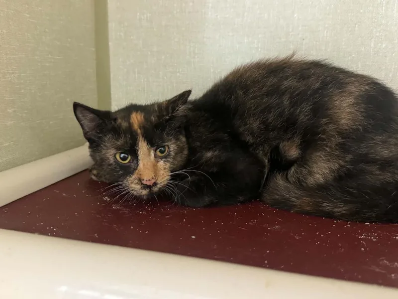 A baby medium-sized female Domestic Short Hair cat named Amber for adoption in Marion, OH