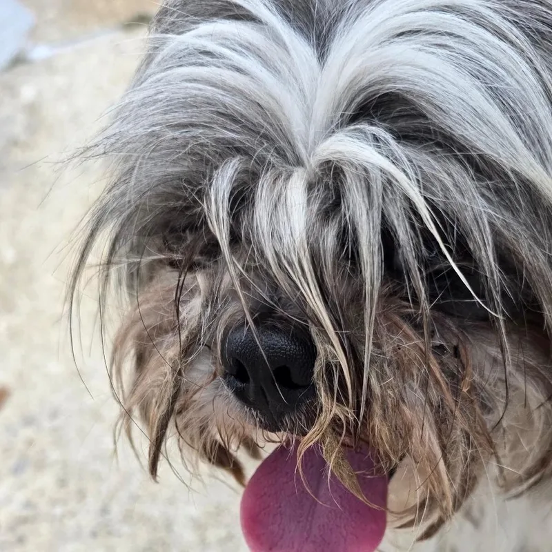 A young small-sized male Gray / Blue / Silver Shih Tzu dog named Jimmy for adoption in Goltry, OK