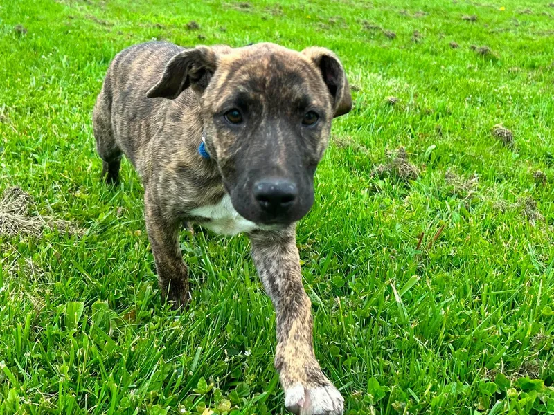 A baby large-sized female Brindle Mastiff dog named Maple for adoption in Brunswick, OH