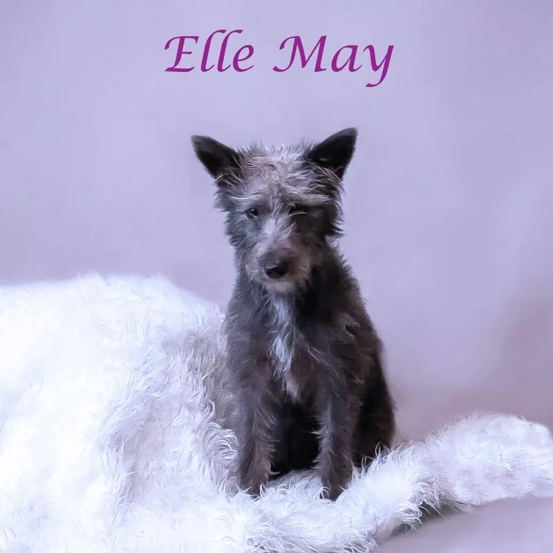 A young small-sized female Black Ibizan Hound dog named Ellie May D for adoption in Lebanon, TN