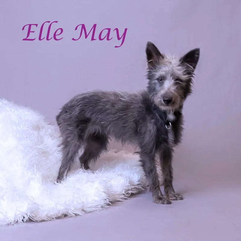 Ellie May D thumbnail 3