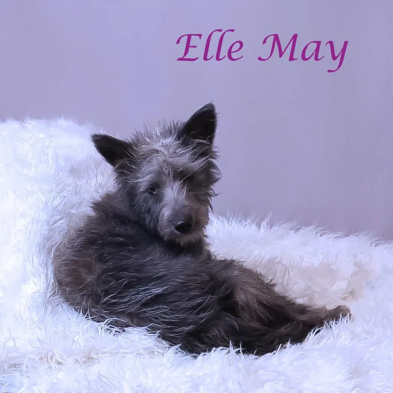 Ellie May D thumbnail 4