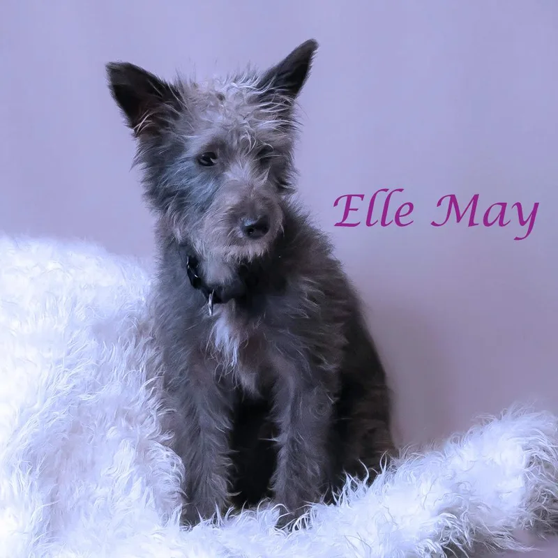 Ellie May D thumbnail 5