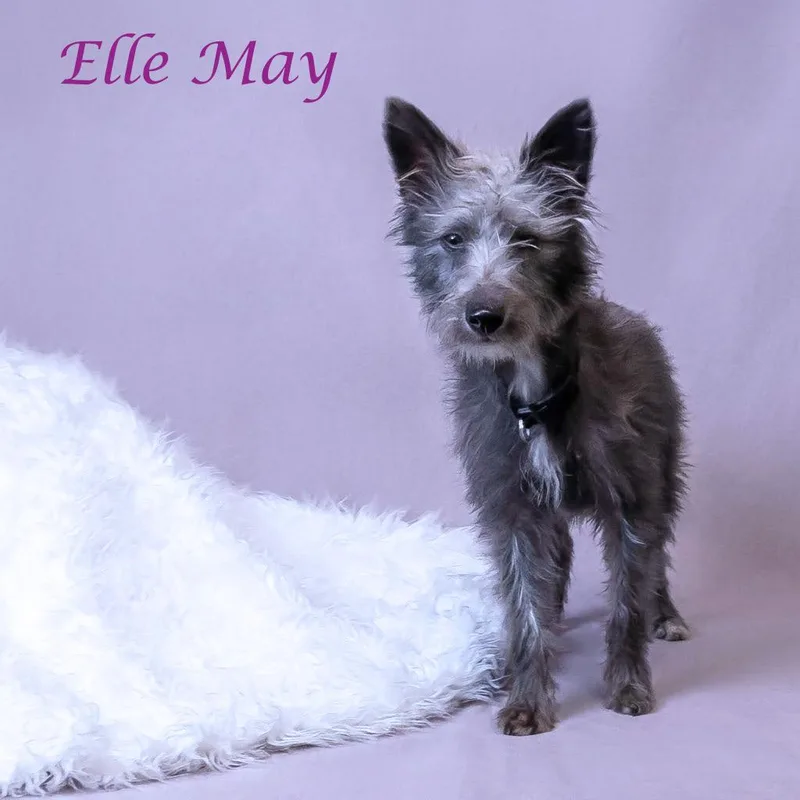 Ellie May D thumbnail 6