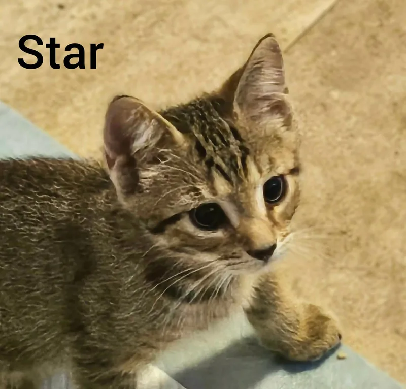 Star