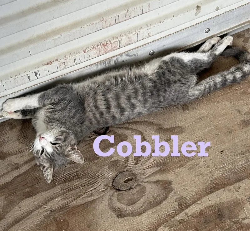 Cobbler