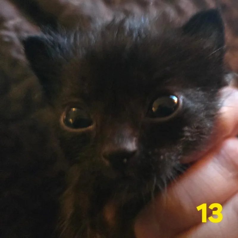 A baby small-sized female Black Domestic Short Hair cat named Farrah Fawcett for adoption in Spokane, WA