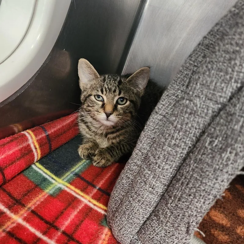 A baby small-sized male Brown / Chocolate Domestic Short Hair cat named Puddle for adoption in Brockton, MA