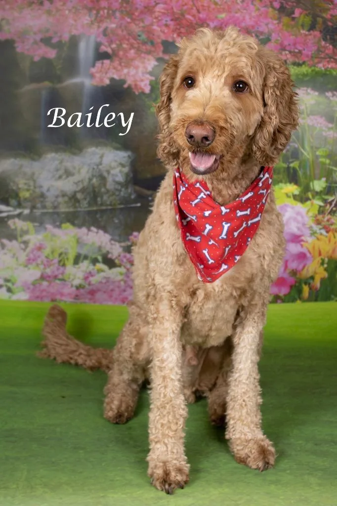 Bailey thumbnail 2
