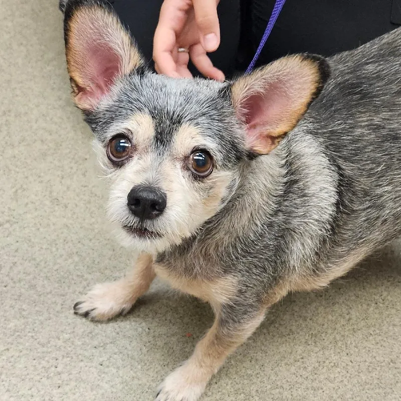 A senior small-sized female Gray / Blue / Silver Terrier dog named Minnie for adoption in Birdsboro, PA