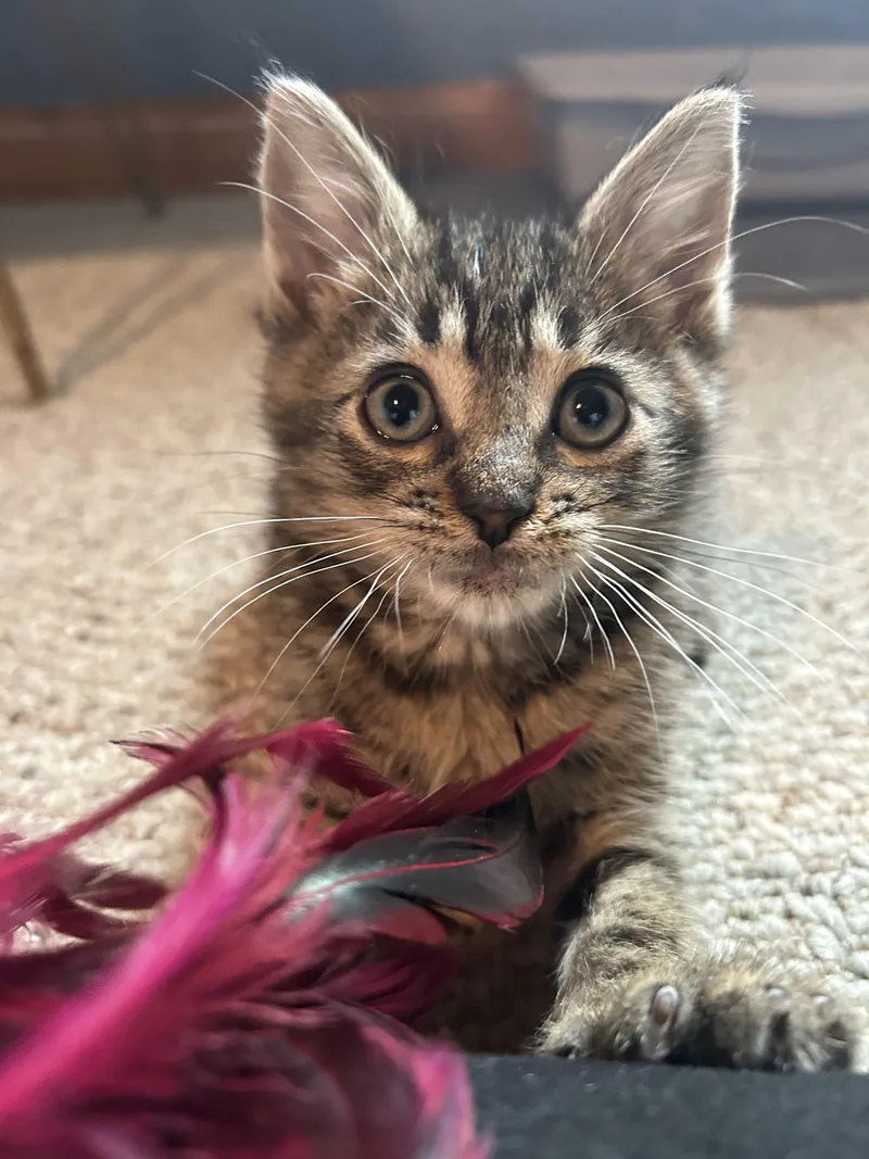 A baby small-sized female Dilute Calico Domestic Short Hair cat named Jules & Nate for adoption in Hellertown, PA