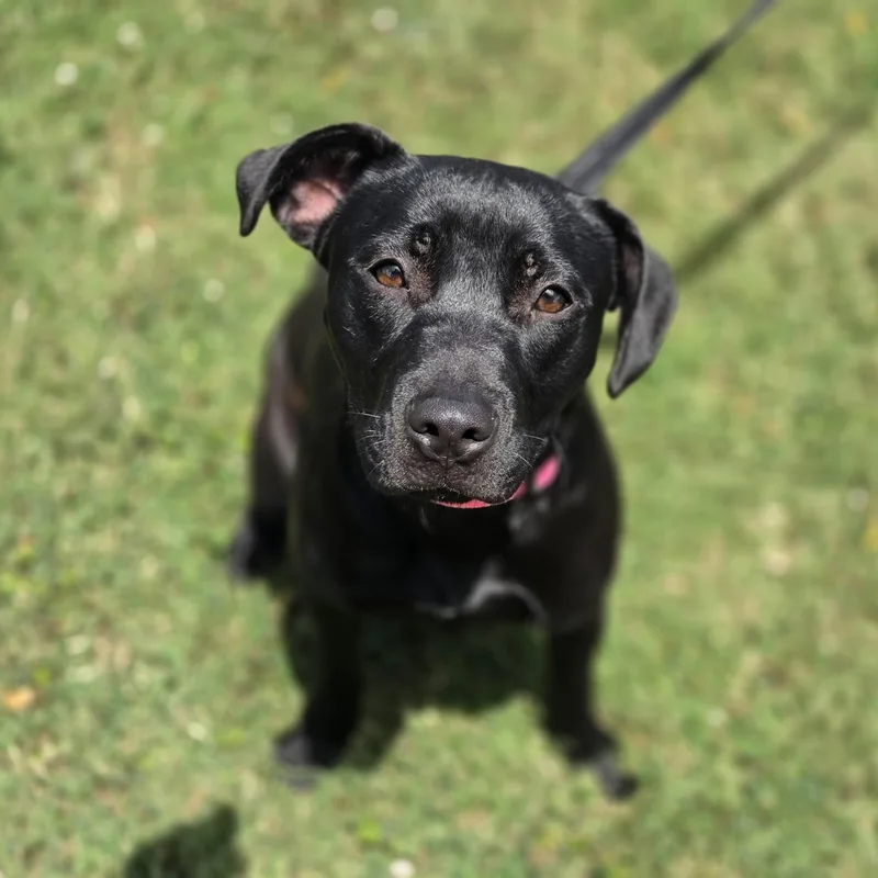 A baby medium-sized female Black Labrador Retriever dog named Gogurt for adoption in Lowell, AR