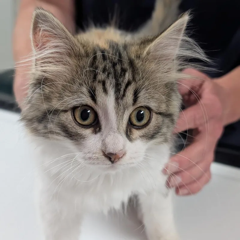 Penelope