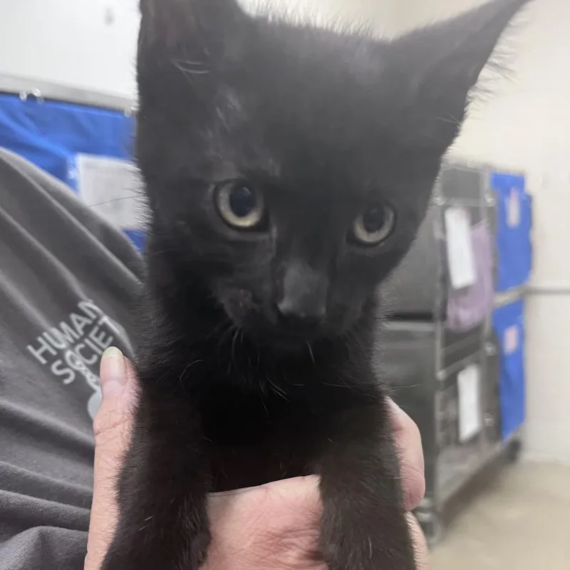 A baby small-sized male Black Domestic Short Hair cat named Sunday for adoption in Grand Rapids, MI