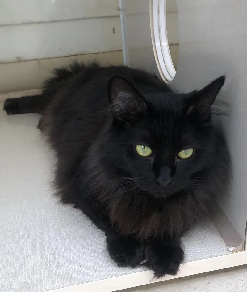 An adult medium-sized female Black Domestic Medium Hair cat named Biscuit for adoption in Lompoc, CA