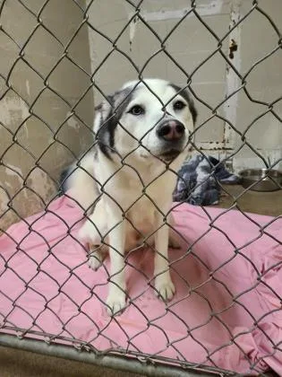 An adult large-sized male Siberian Husky dog named Blue for adoption in Hobart, IN