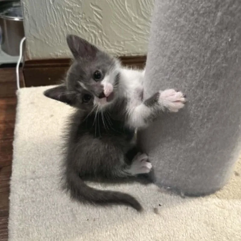 A baby small-sized male Gray / Blue / Silver Domestic Short Hair cat named Zeus for adoption in West Olive, MI