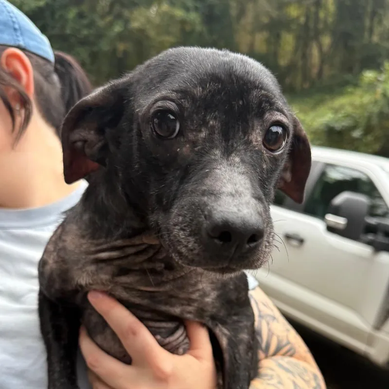 An adult small-sized female Black Mixed Breed dog named Perfect Lil Girl for adoption in Charleston, WV