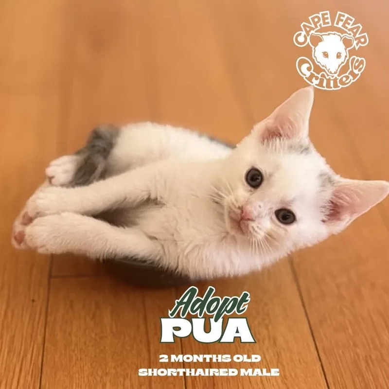 A young small-sized male Domestic Short Hair cat named Pua for adoption in Wilmington, NC