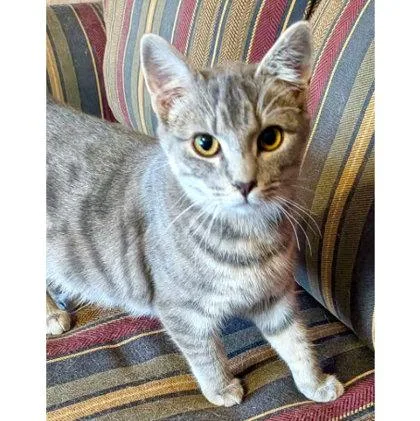 A young medium-sized male Domestic Short Hair cat named Korn Kershaw for adoption in Hudson, MA