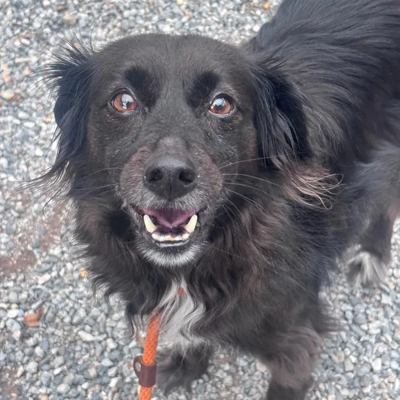 An adult medium-sized male Black Collie dog named Borque for adoption in York, PA