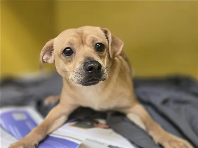 An adult small-sized male Chihuahua dog named Mr. Big Man for adoption in Los Angeles, CA