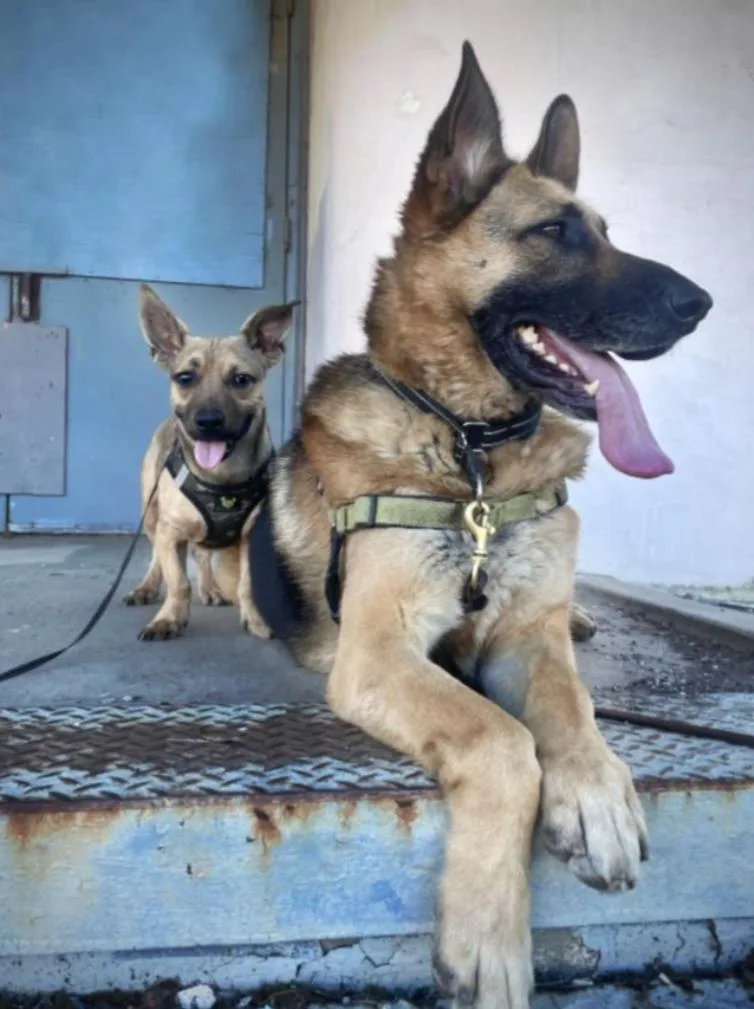 A young small-sized male Dachshund dog named Oscar for adoption in Oakland, CA