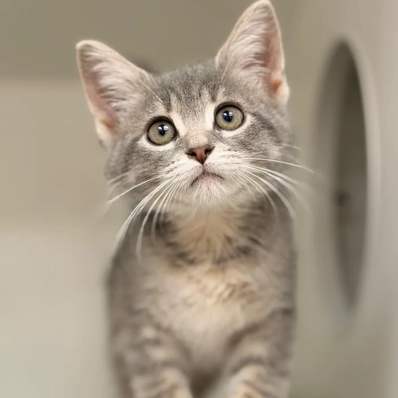 A baby small-sized female Brown / Chocolate Domestic Short Hair cat named Porpoise for adoption in Champaign, IL