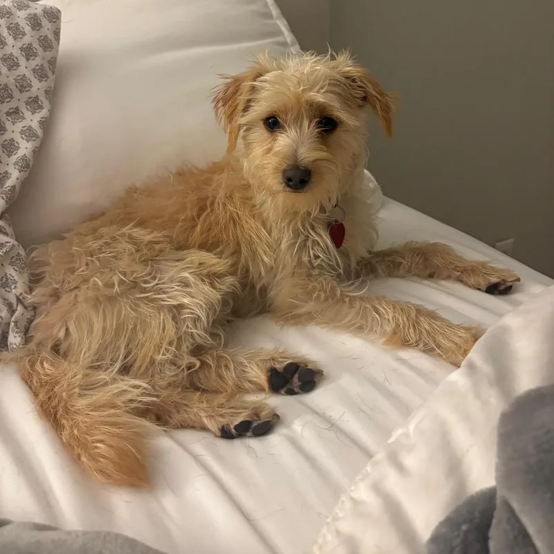 An adult small-sized female White / Cream Terrier dog named Naomi for adoption in Point Richmond, CA