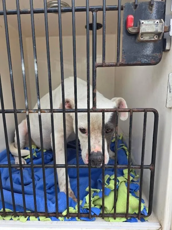 An adult medium-sized male White / Cream American Bulldog dog named Mufasa for adoption in Mobile, AL