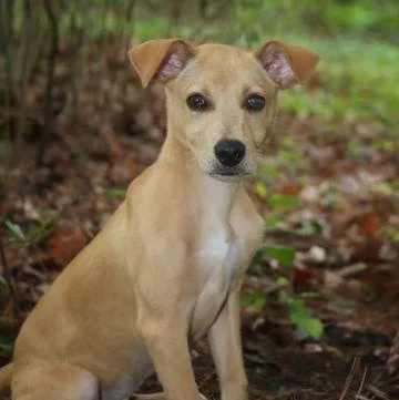 A baby medium-sized male Apricot / Beige Mixed Breed dog named Keyser for adoption in Cooperstown, NY